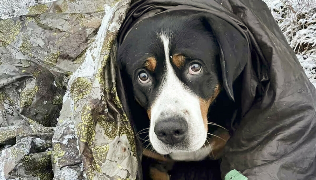 Hundedrama i fjellet