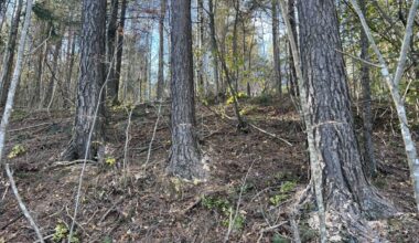 - Dødsfelle - Dagbladet