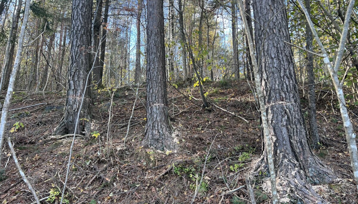 - Dødsfelle - Dagbladet