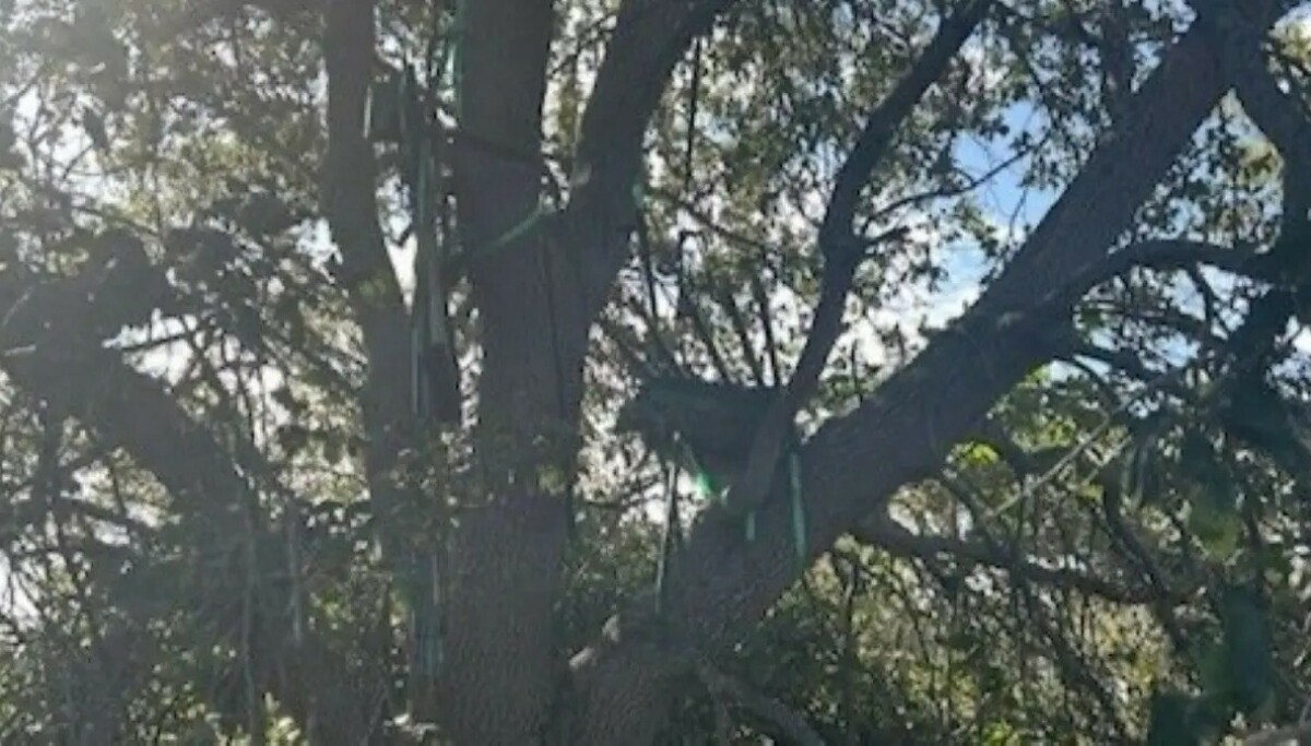 FBI slår alarm: Oppdaget jakttårn