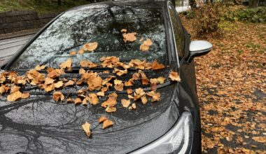 Ikke parker bilen under trær med mye løv. Det gir skader