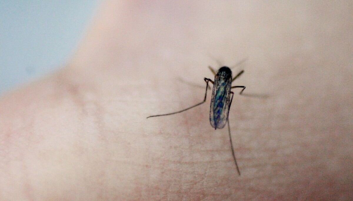 Mygg funnet på Island for første gang