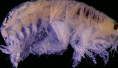 Som å stirre inn i en annen verden