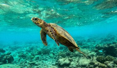 Forskere slår alarm om tropiske korallrev