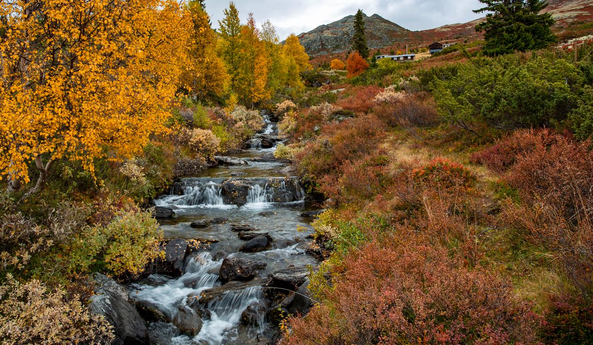 Mange bitt av flått i september, den er ennå svært aktiv