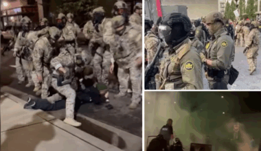 – Vi vil aldri la mobben ta over gatene