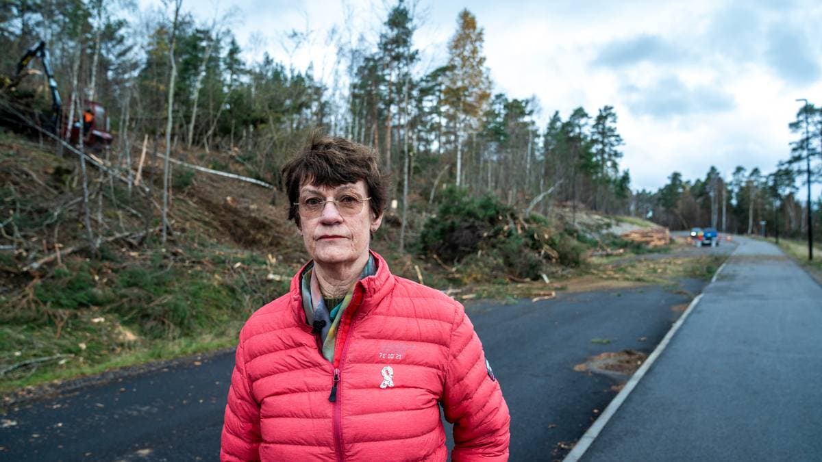 Vurderer å leige privatetterforskar for å avsløre kven som står bak hærverk i skogen – NRK Vestfold og Telemark – Lokale nyheter, TV og radio