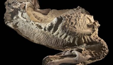 USAs berømte «dinosaur-mumier» er slett ikke det forskerne tidligere har trodd