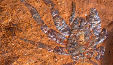 Selv «hårene fra en edderkopp» er bevart: Forskere finner usedvanlig godt bevarte fossiler i jernholdige bergarter i Australia