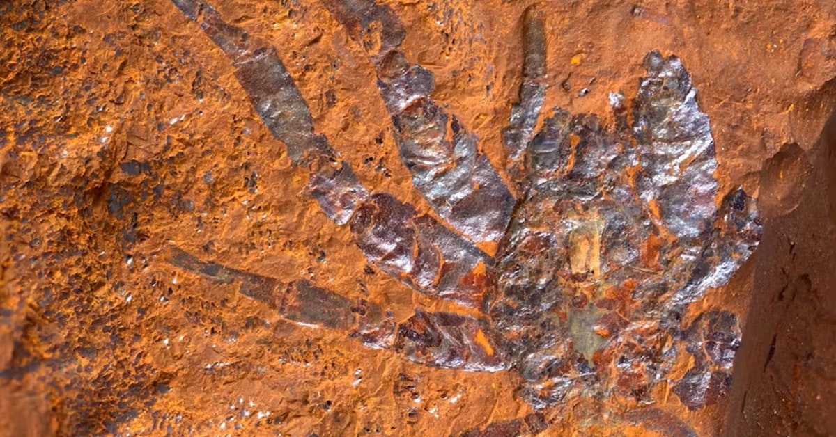 Selv «hårene fra en edderkopp» er bevart: Forskere finner usedvanlig godt bevarte fossiler i jernholdige bergarter i Australia