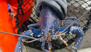 Nyheter, Hummerfiske | Dette er de nye reglene for hummerfiske som gjelder fra 1. oktober