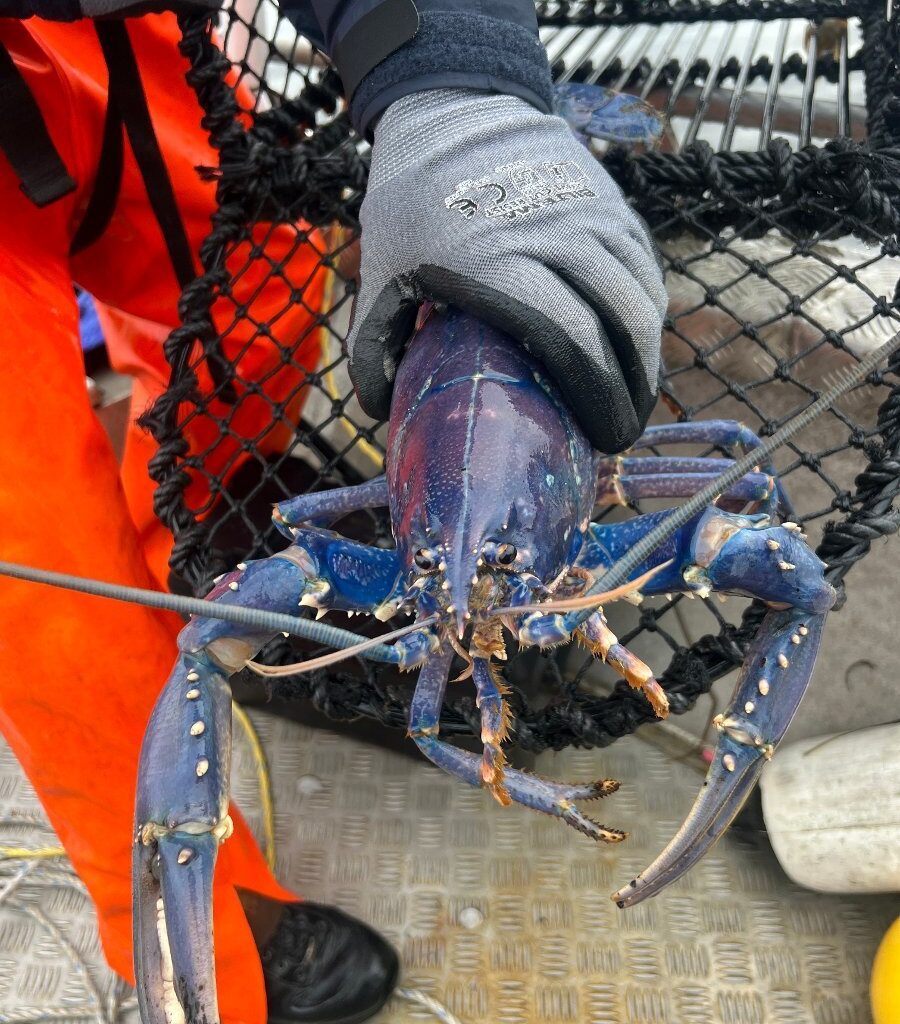 Nyheter, Hummerfiske | Dette er de nye reglene for hummerfiske som gjelder fra 1. oktober