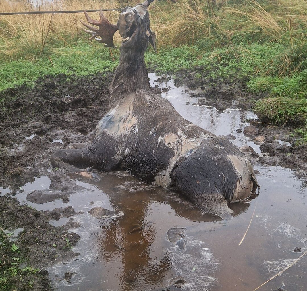 Sortland, Nyheter | Grusomt syn møtte jegeren: – Den har kjempa en lang kamp