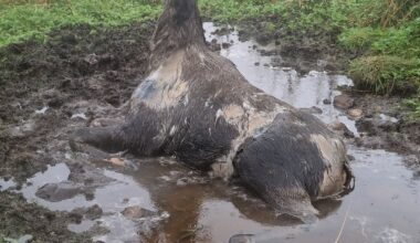 Sortland, Nyheter | Grusomt syn møtte jegeren: – Den har kjempa en lang kamp