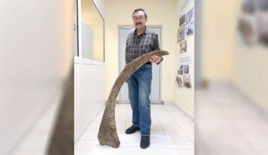 Rekordlangt horn fra et ullhåret neshorn er funnet i permafrosten i Jakutia i Russland.