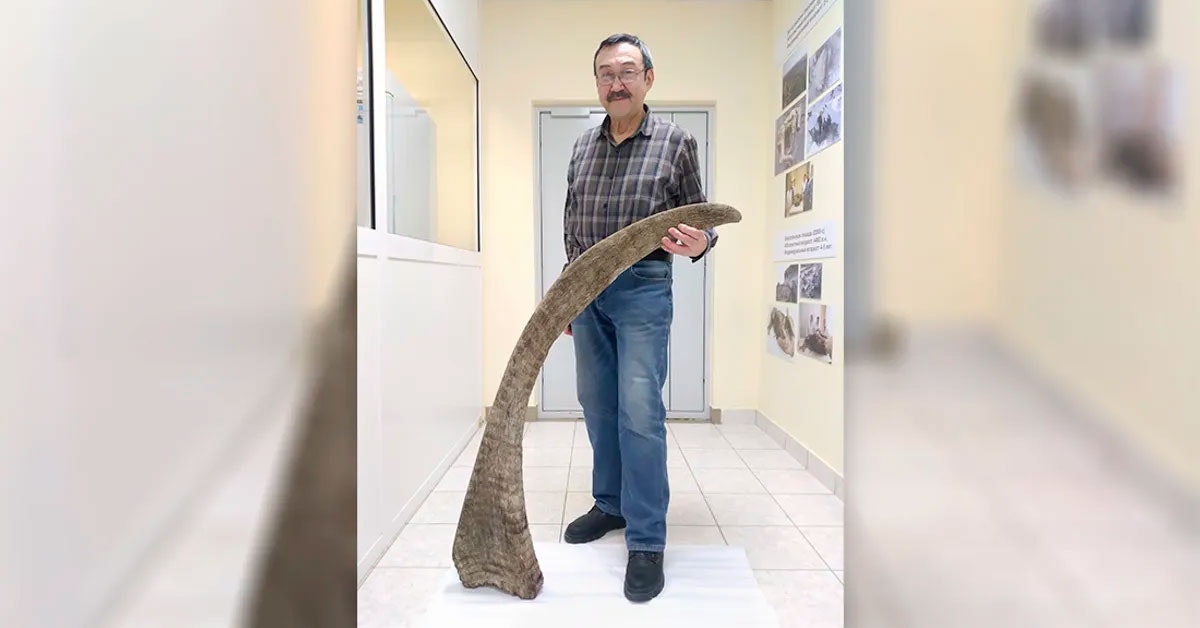 Rekordlangt horn fra et ullhåret neshorn er funnet i permafrosten i Jakutia i Russland.