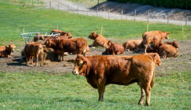Trønder-bønder med millionsøksmål mot Mattilsynet etter ringormutbrudd