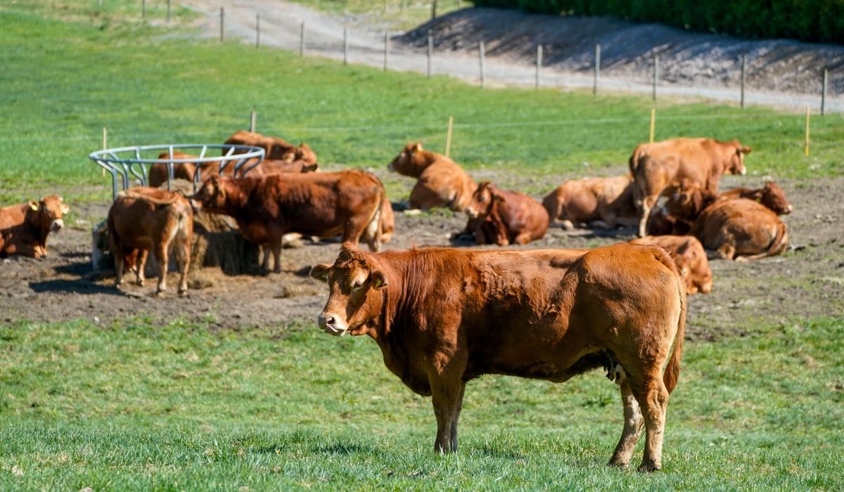 Trønder-bønder med millionsøksmål mot Mattilsynet etter ringormutbrudd