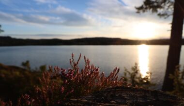 Leserbrev | Vindkraft: Naturødeleggelse for dummies - Smaalenenes Avis