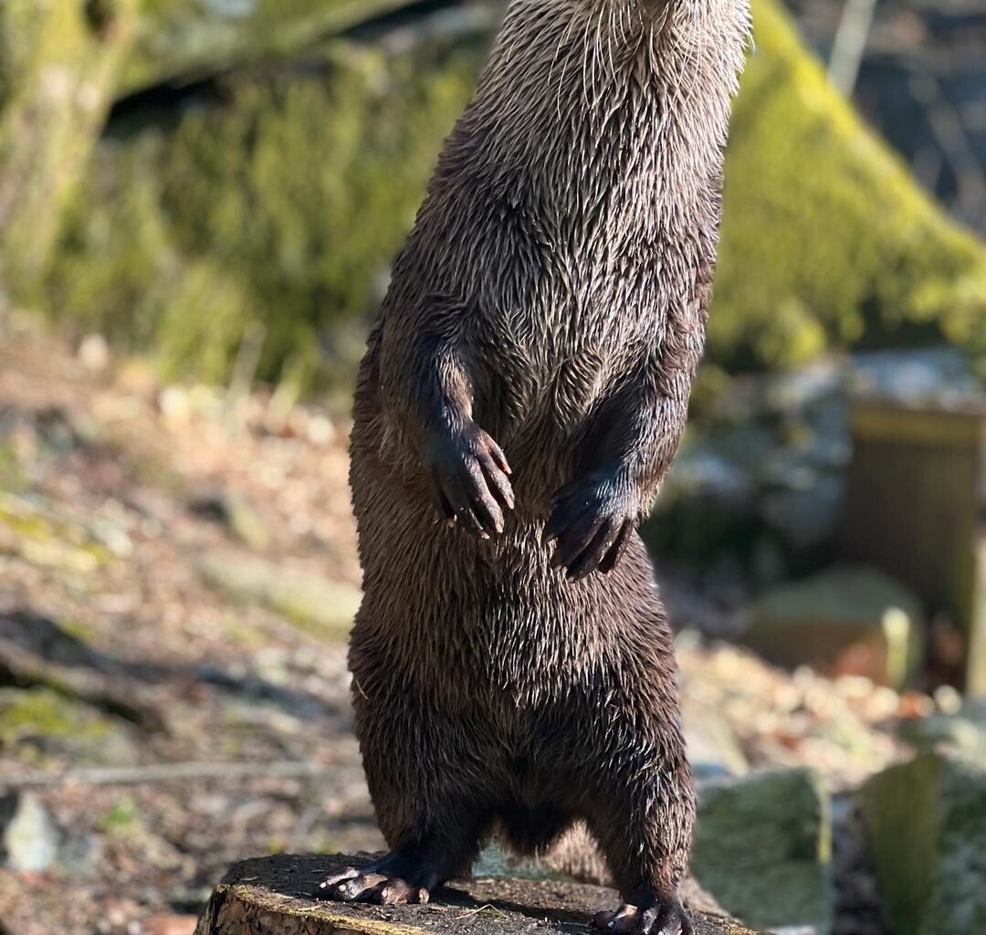 Oteren Hugin (5) har rømt fra Dyreparken