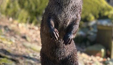 Oteren Hugin (5) har rømt fra Dyreparken