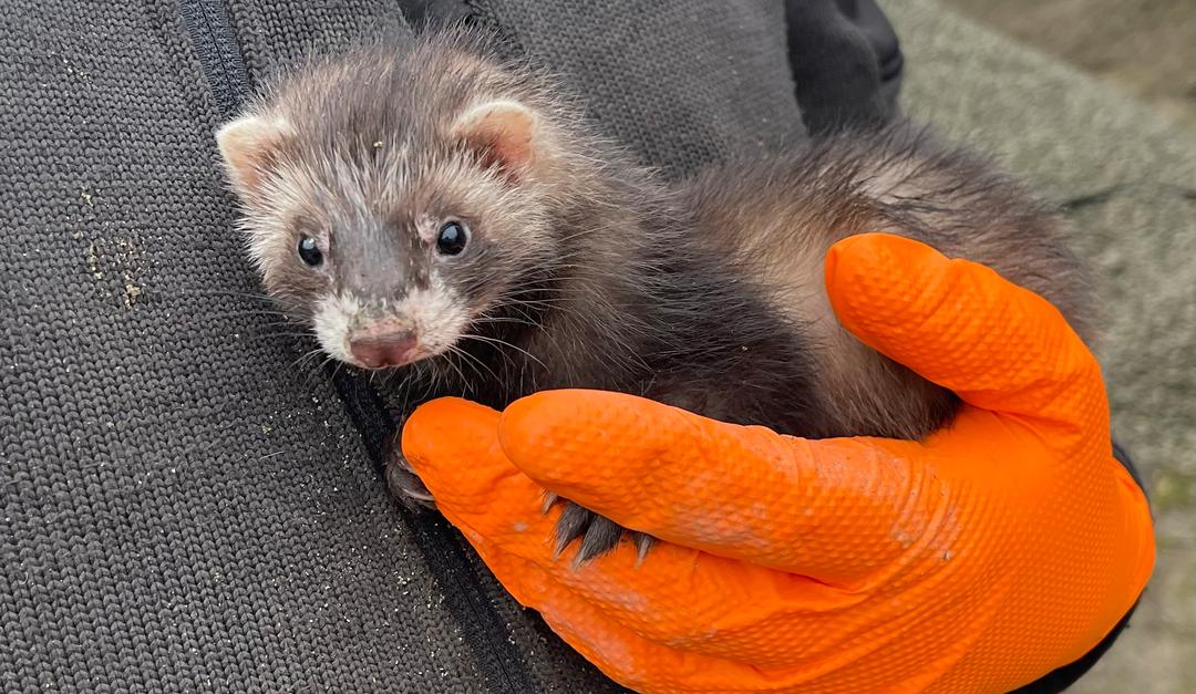 – Ble litt betatt av hverandre