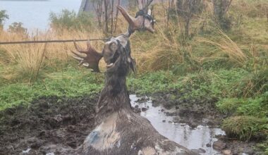 Død elg var viklet inn i telekabel: – Jeg fikk oppriktig vondt i hjertet