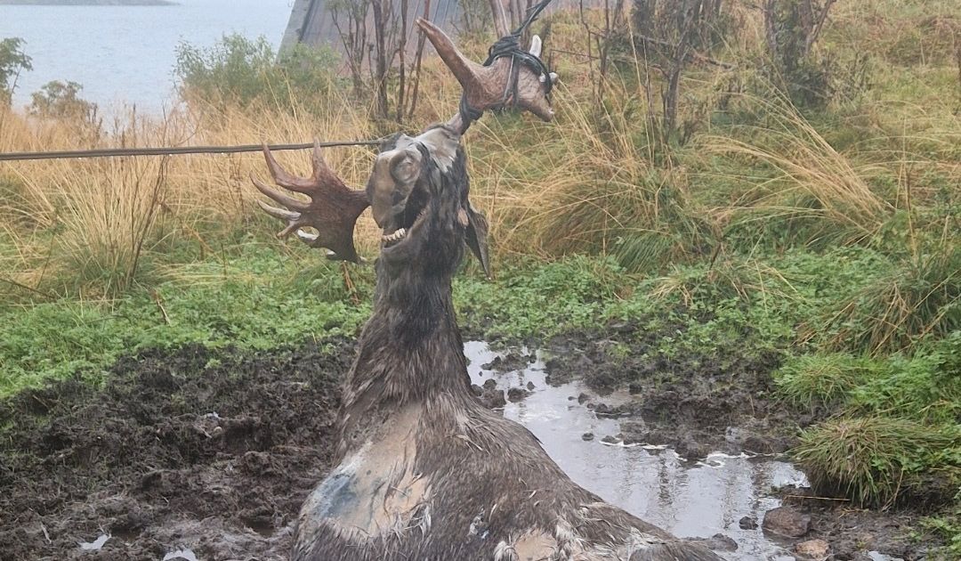 Død elg var viklet inn i telekabel: – Jeg fikk oppriktig vondt i hjertet