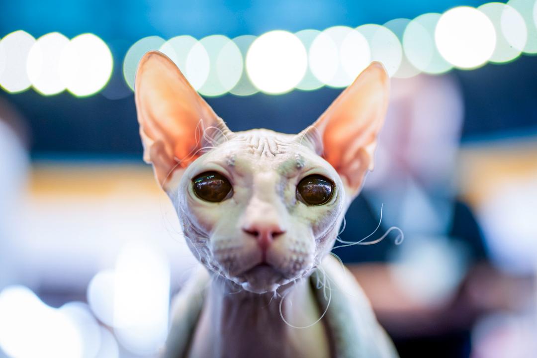 Bilde av Thomas Andreassen