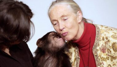 Jane Goodall er død – 91 år gammel