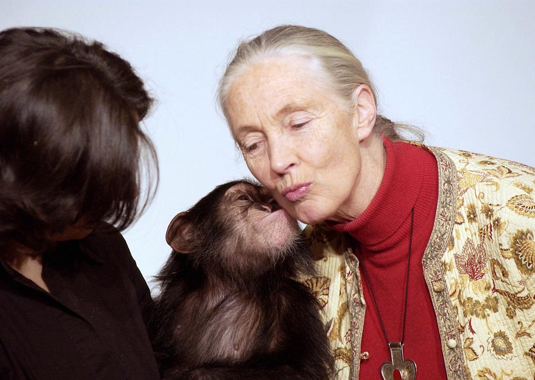 Jane Goodall er død – 91 år gammel