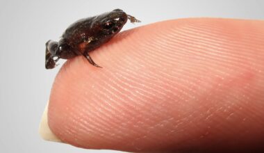 Hva er det minste virveldyret?