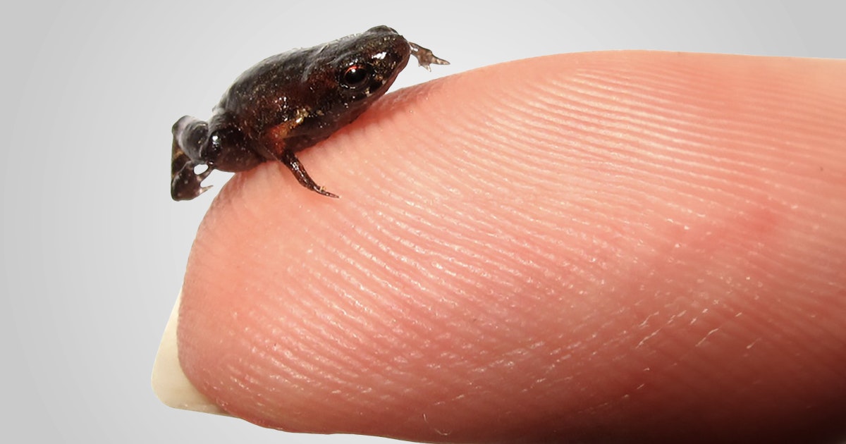 Hva er det minste virveldyret?