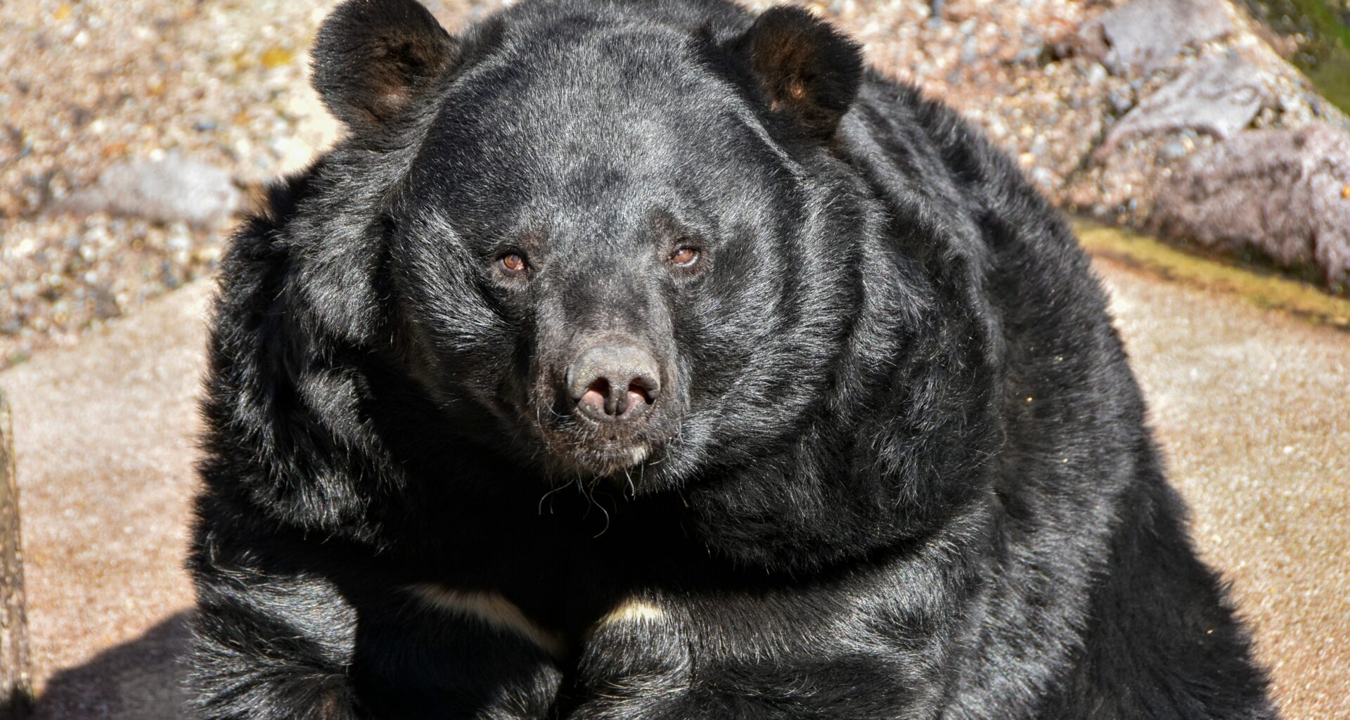 Japan ønsker å bremse økende bjørneangrep med rekrutterte jegere -