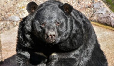 Japan ønsker å bremse økende bjørneangrep med rekrutterte jegere -
