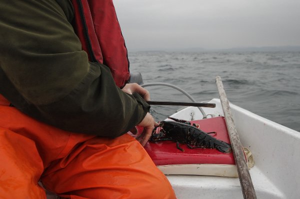 Hummerfiske måling MÅLING: Ivar Syversen forklarer at målingen skjer fra spissen av pannehornet. Ingvild Brynildsen