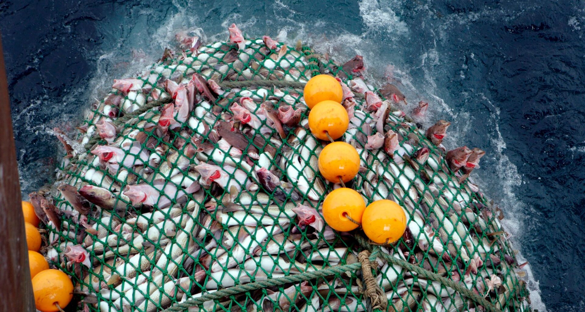 Fiskeriforvaltning, Torskekvoter | Fangst på umoden fisk ødelegger fellesskapets ressurs