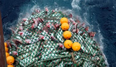 Fiskeriforvaltning, Torskekvoter | Fangst på umoden fisk ødelegger fellesskapets ressurs