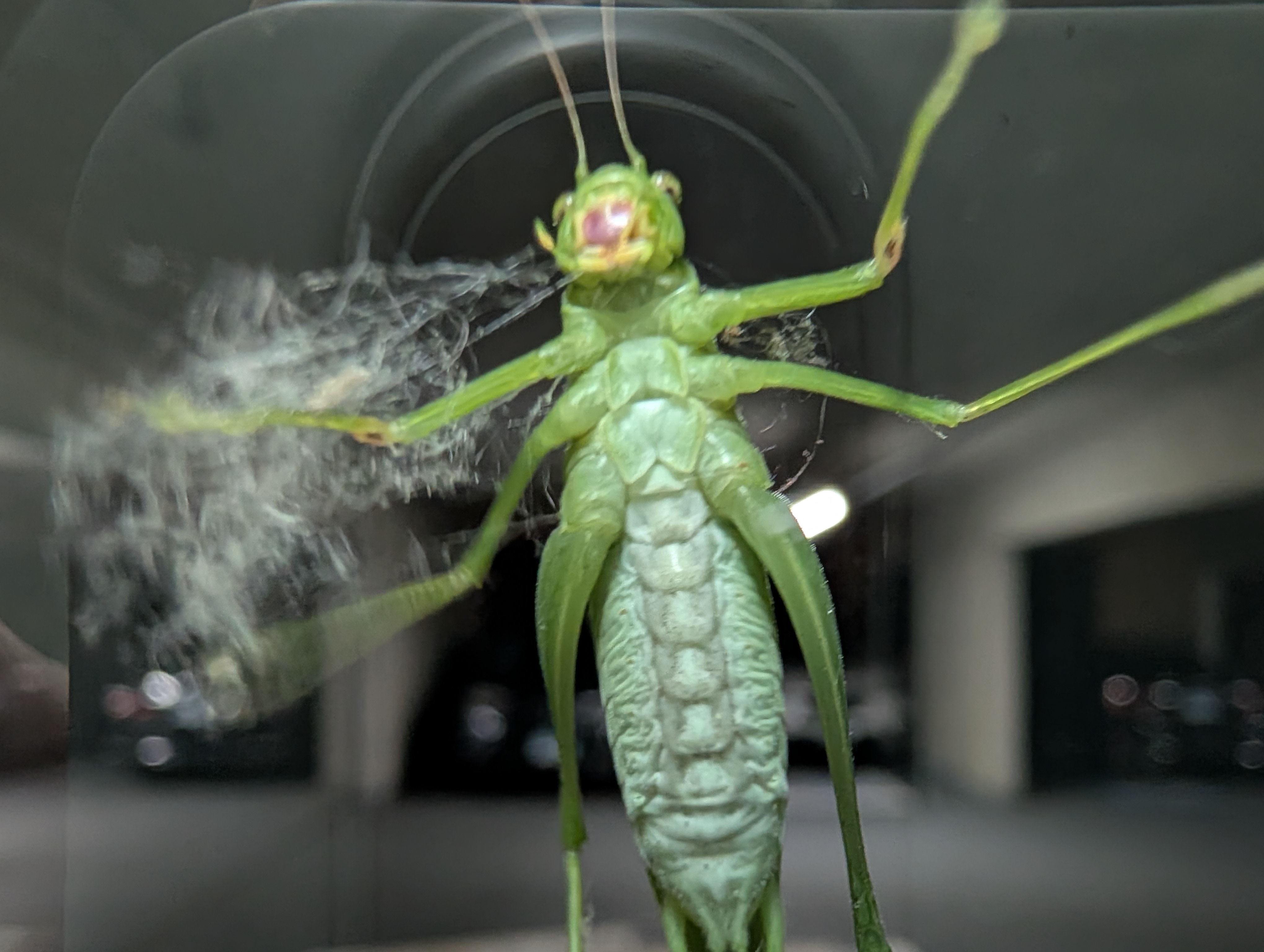 Fotoeksempler tatt med Pixel 10 Pro og Pixel 10 Pro XL.