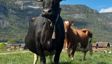 Undersøker ku-død etter stopp i fôr-forskningsprosjekt