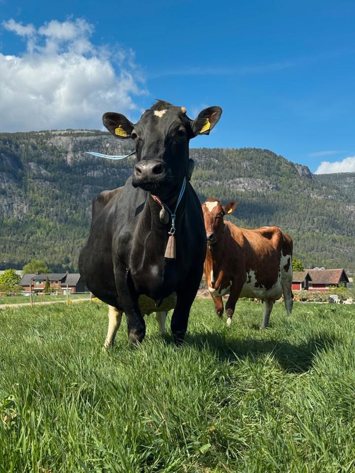 Undersøker ku-død etter stopp i fôr-forskningsprosjekt