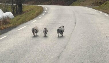 Biffen, Babe og Harry Porker på rømmen