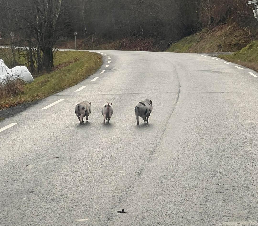 Biffen, Babe og Harry Porker på rømmen