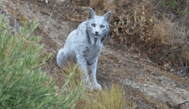 Sjelden hvit gaupe fanget på kamera i Spania
