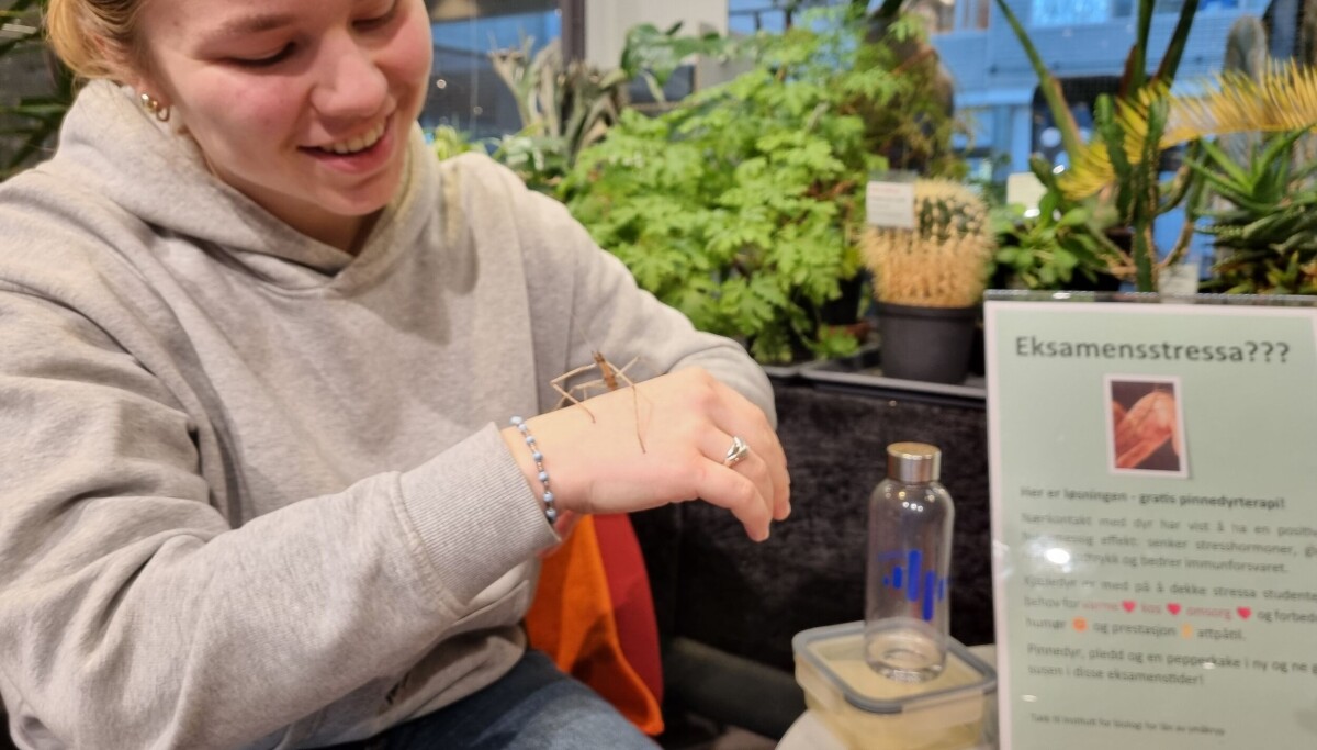 Eksamensnerver? Prøv pinnedyr