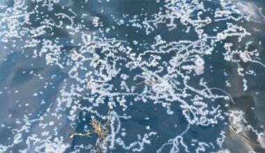 Fiskeri, Oppdrett | Flere observasjoner av fryktet manet i Lofoten: – Forskerne ber om hjelp