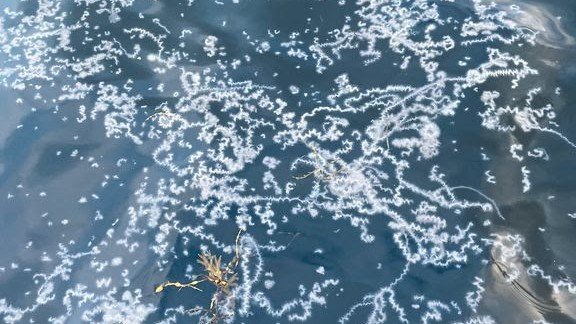 Fiskeri, Oppdrett | Flere observasjoner av fryktet manet i Lofoten: – Forskerne ber om hjelp