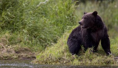 Grizzlybjørn angrep skoleelever og lærere i Canada