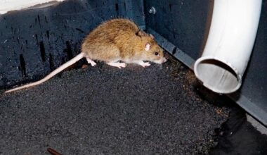 Kommentar: Noe er rottent i Oslo! - VG