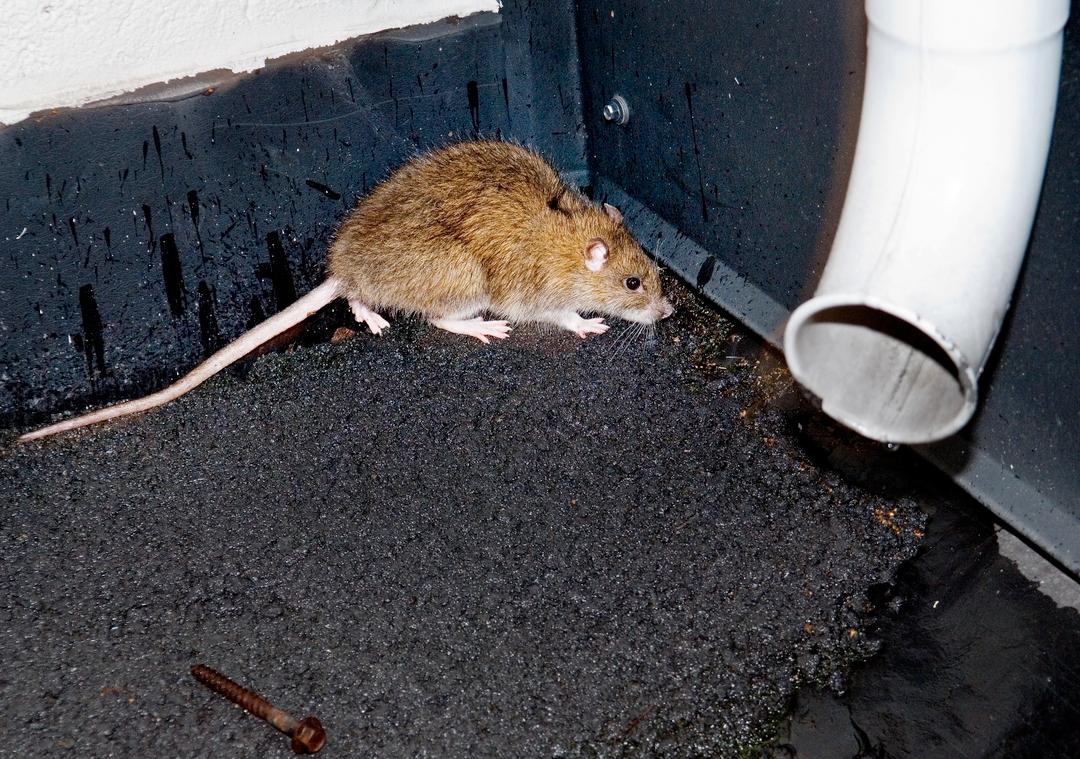 Kommentar: Noe er rottent i Oslo! - VG